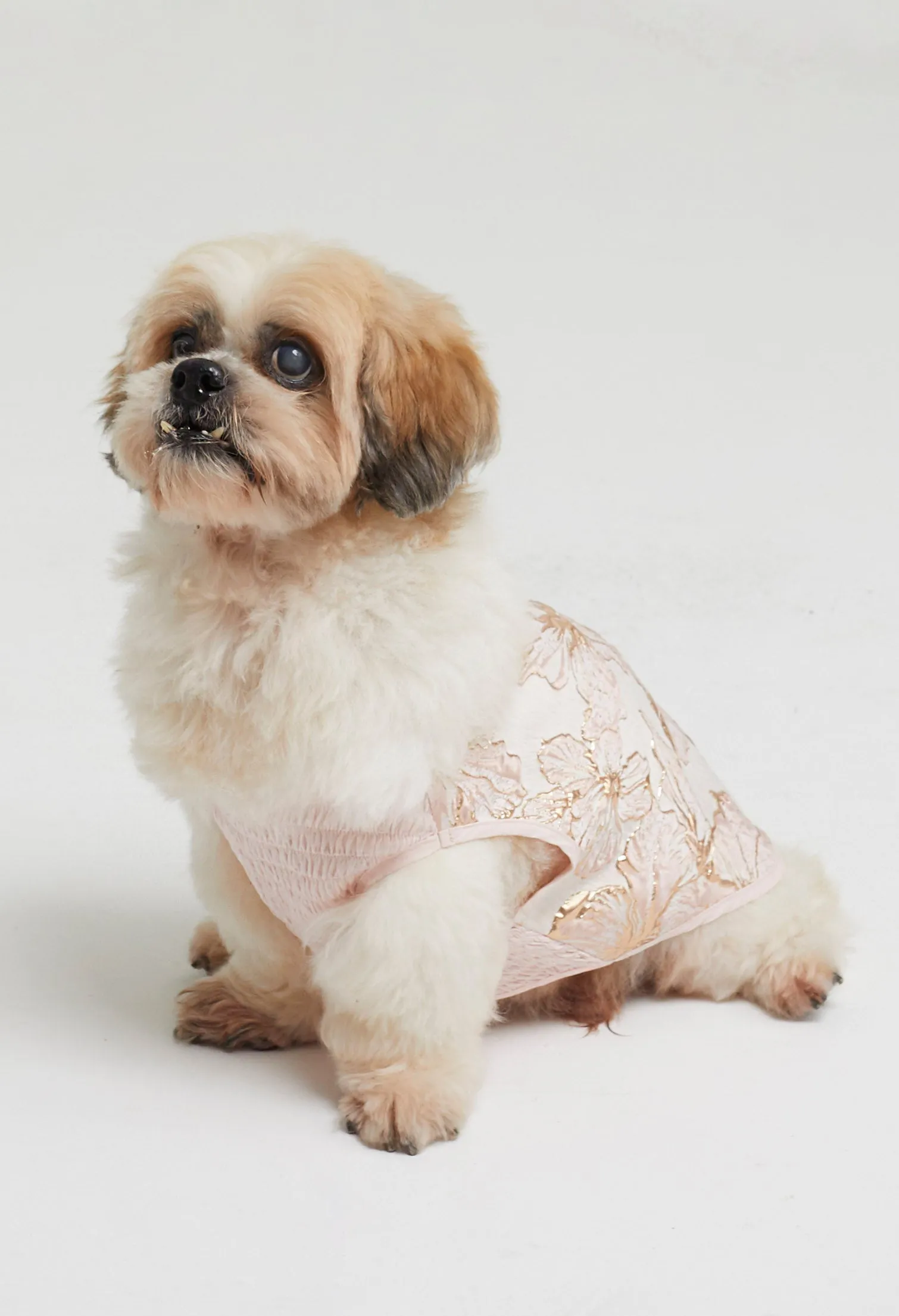 Belle Soirée Poppy Pet Dress