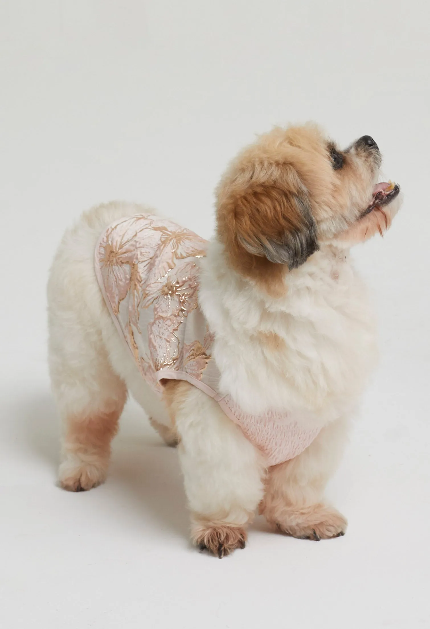 Belle Soirée Poppy Pet Dress