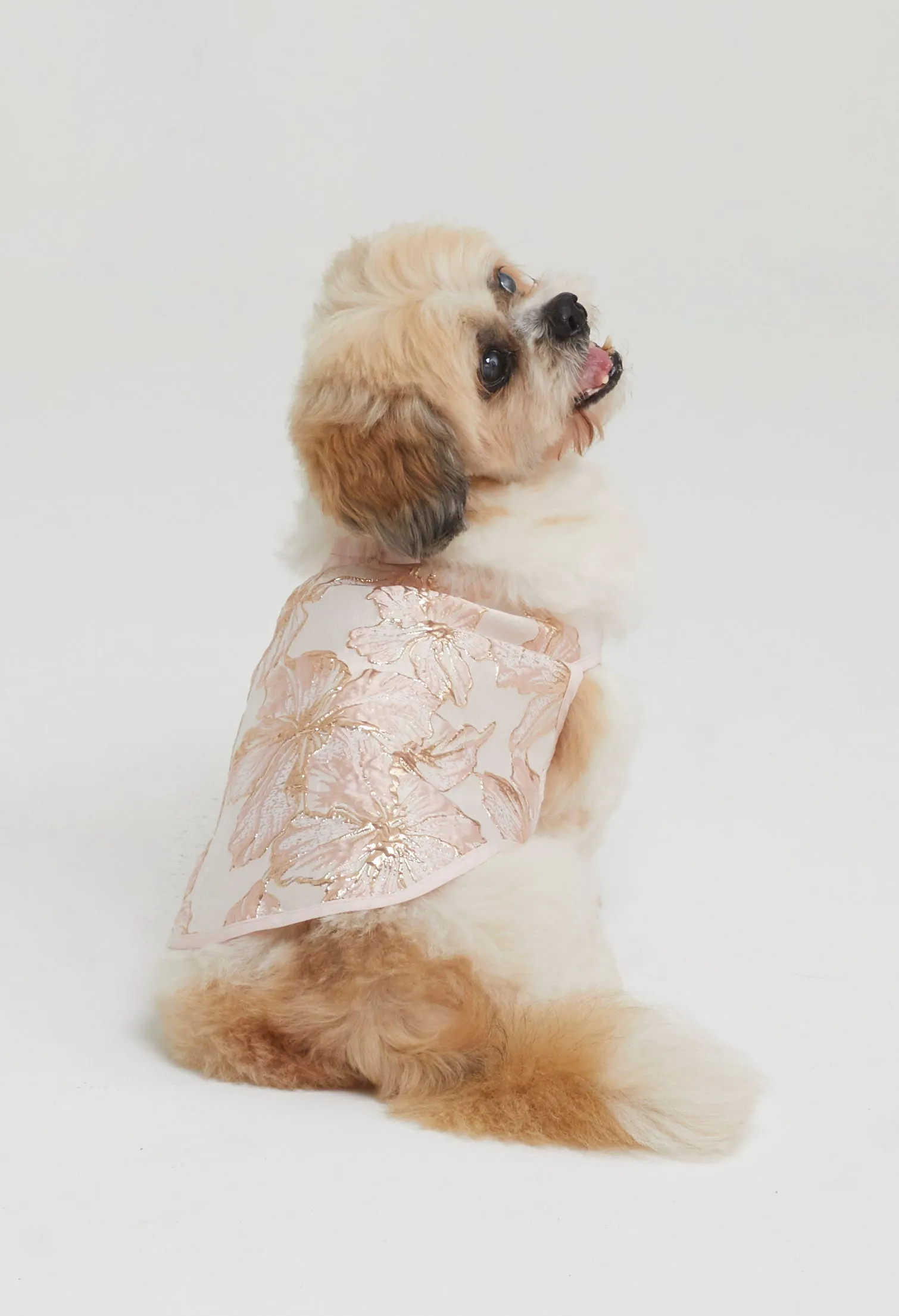 Belle Soirée Poppy Pet Dress