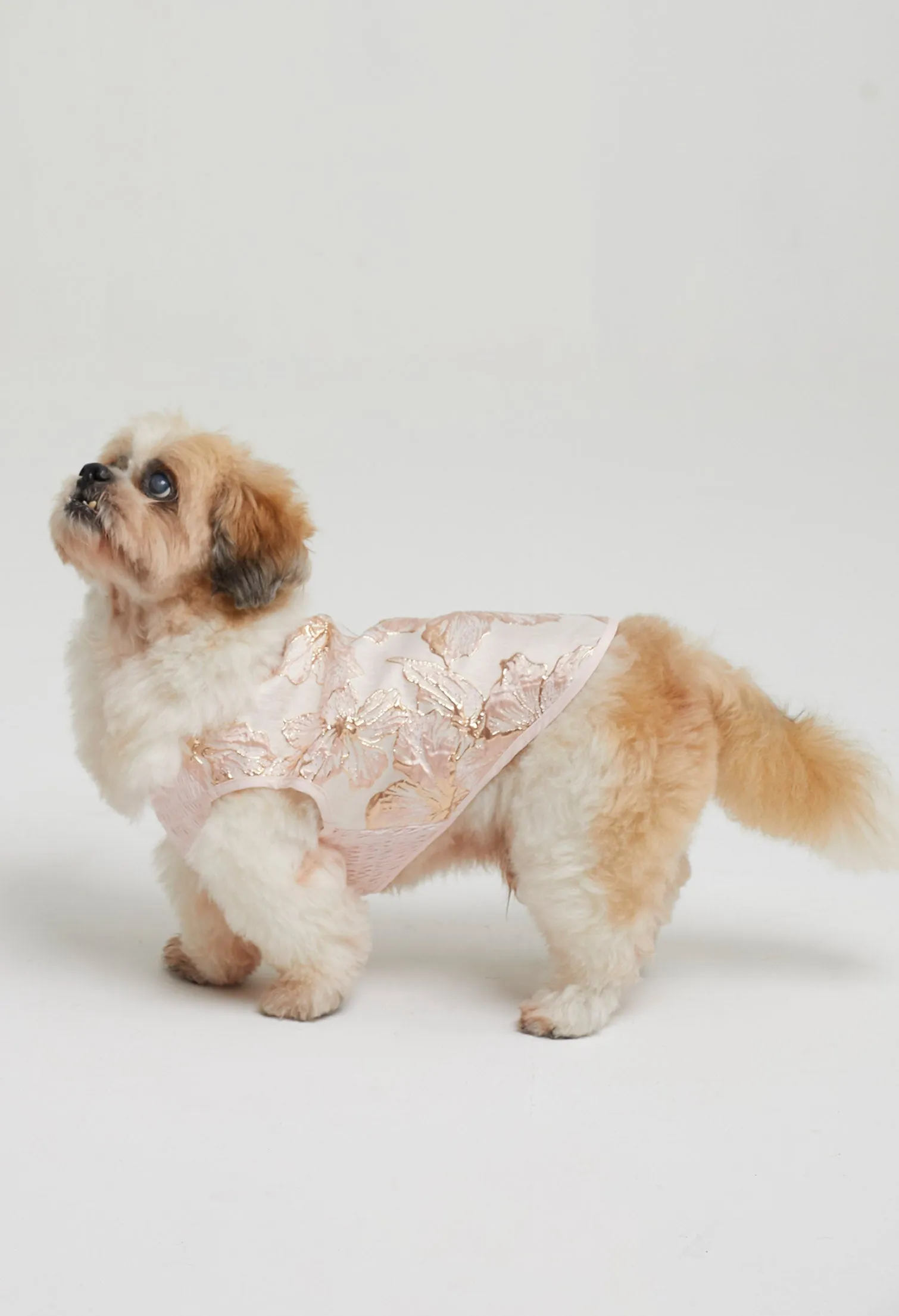 Belle Soirée Poppy Pet Dress