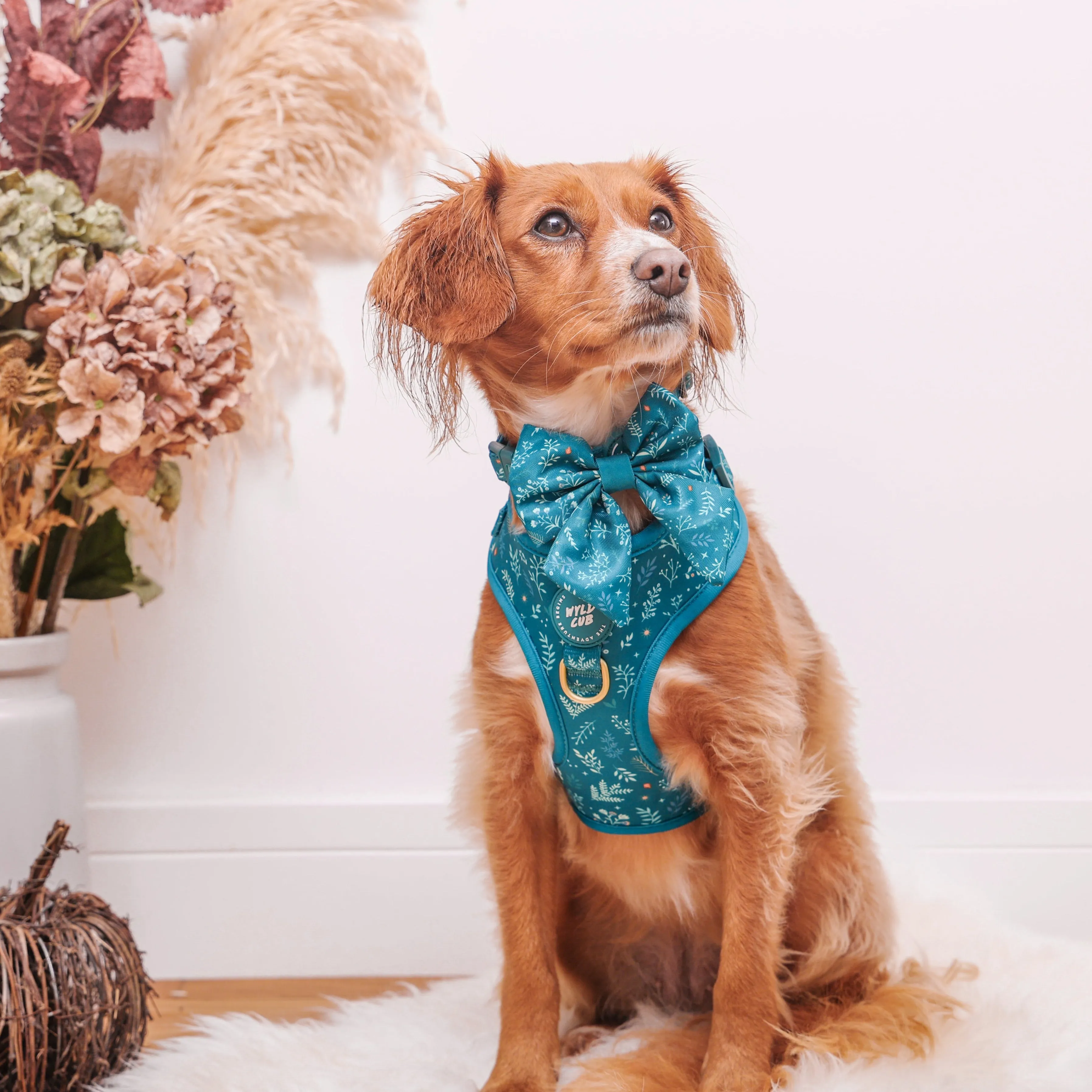 Dog Sailor Bow Tie: Chiswick Alpine