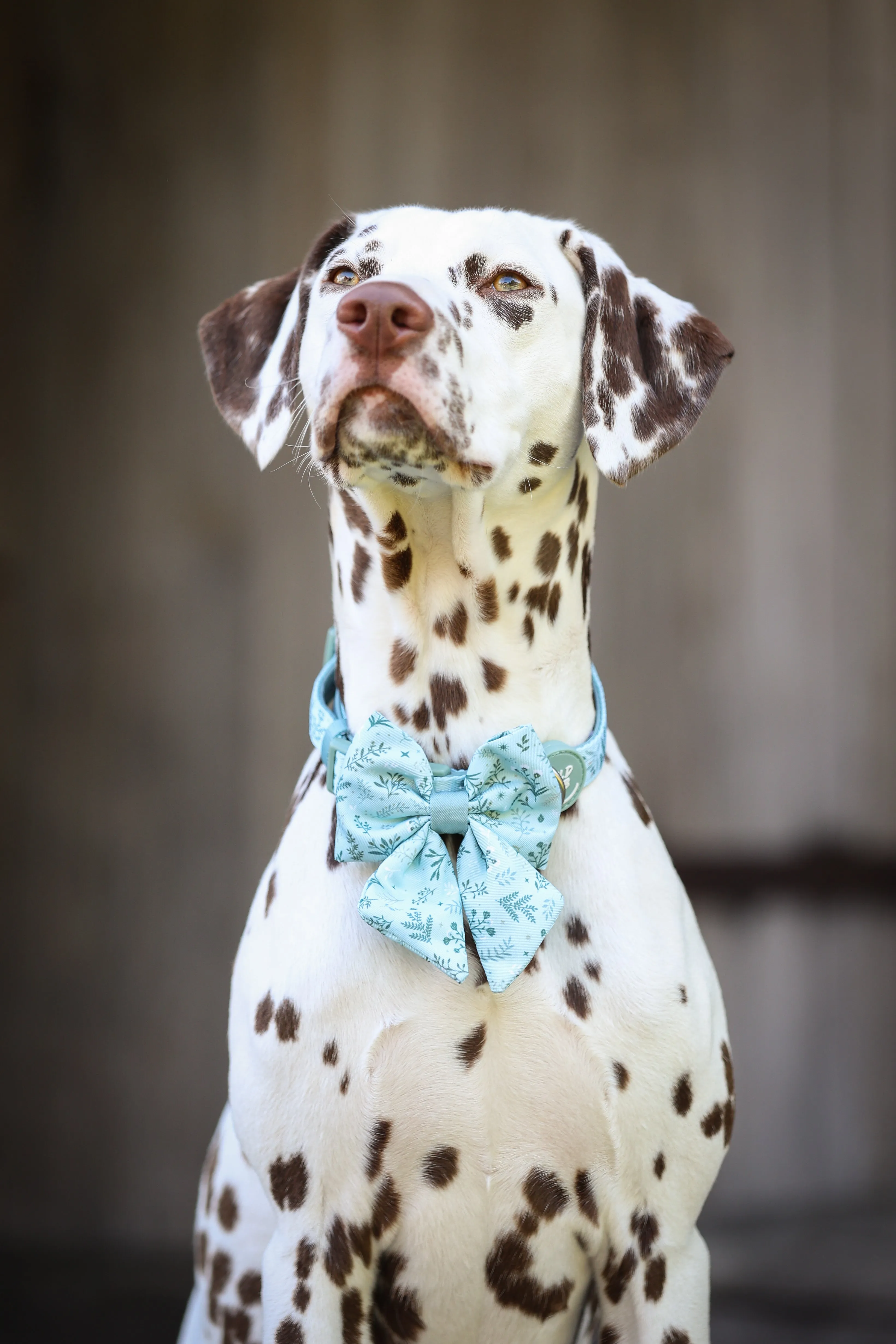 Dog Sailor Bow Tie: Chiswick Pistachio