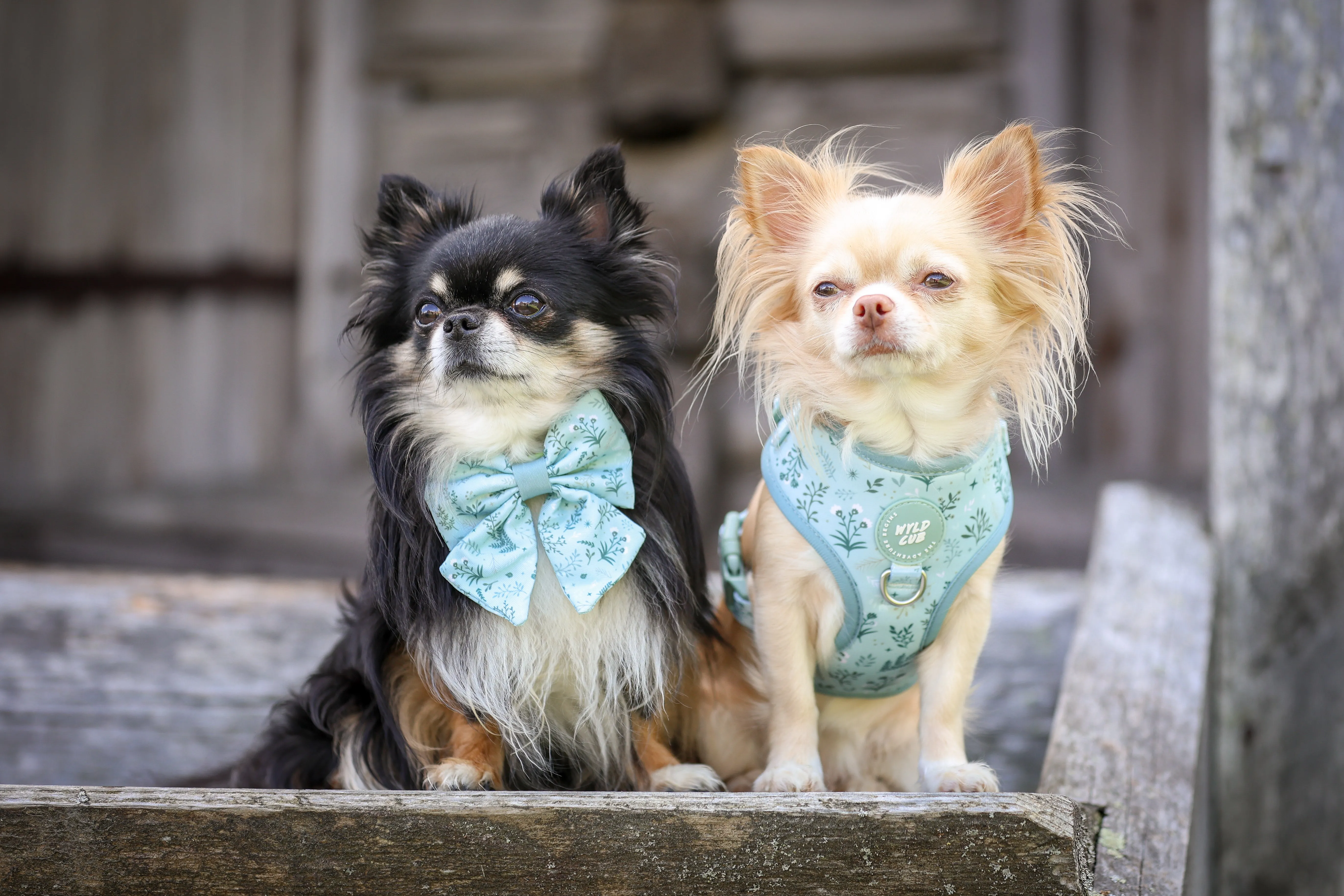Dog Sailor Bow Tie: Chiswick Pistachio