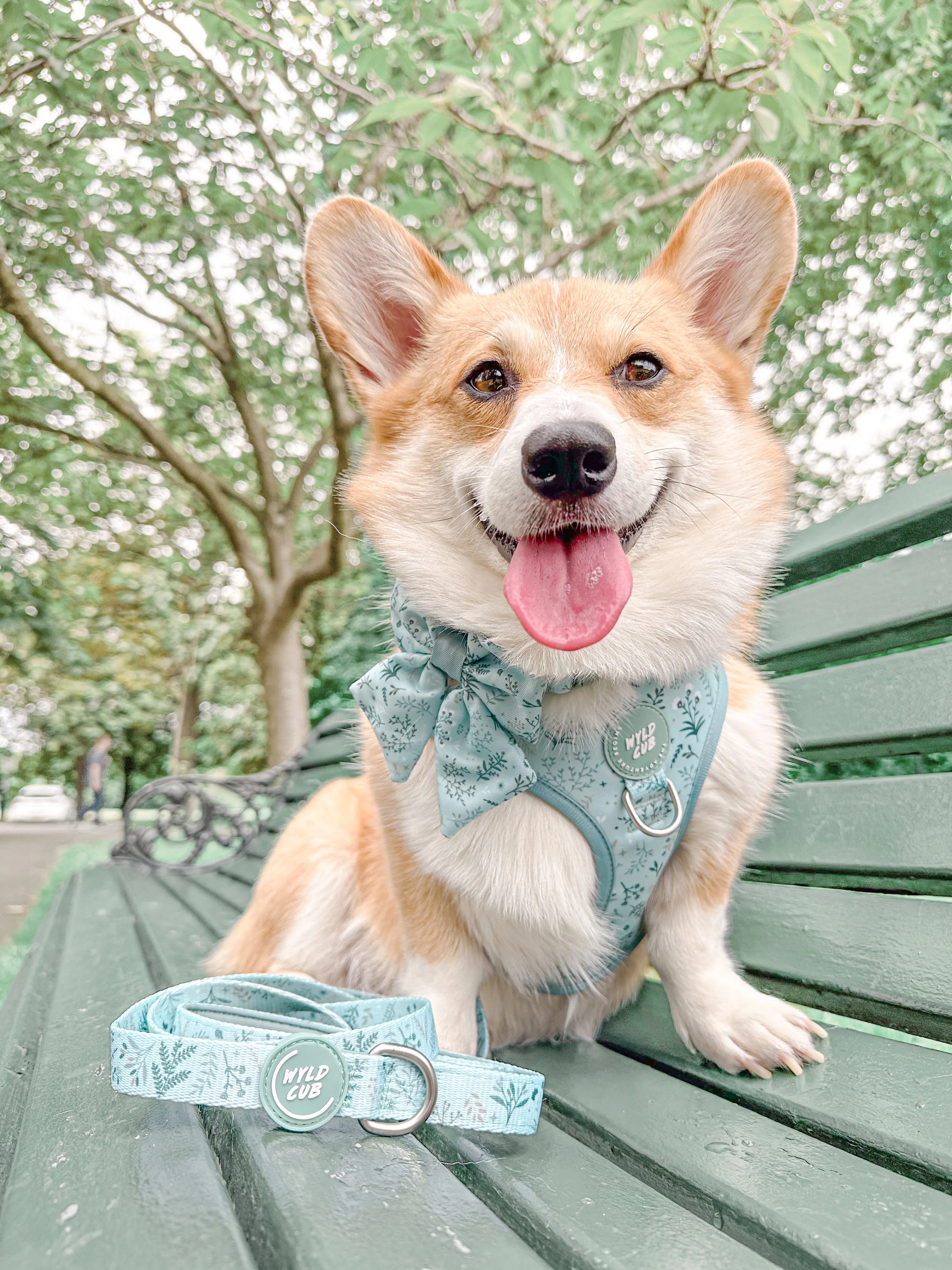 Dog Sailor Bow Tie: Chiswick Pistachio