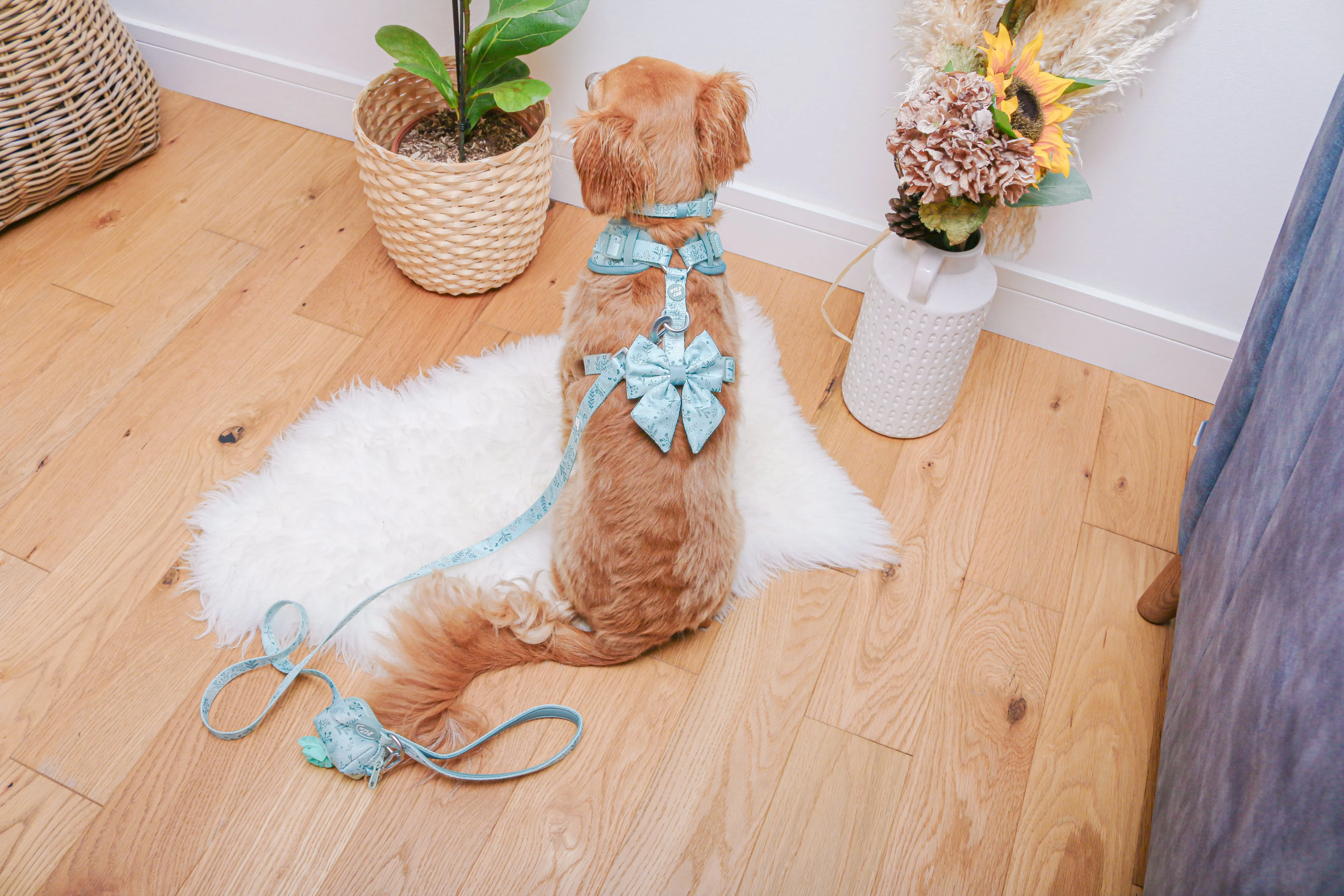 Dog Sailor Bow Tie: Chiswick Pistachio