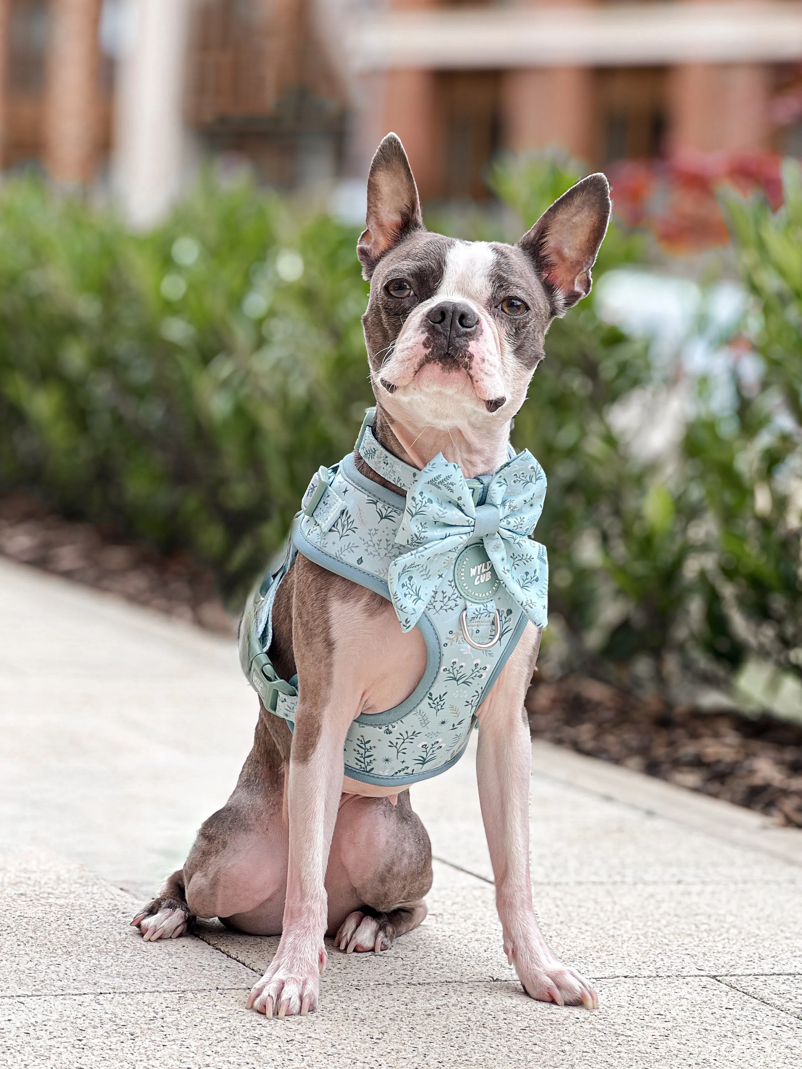 Dog Sailor Bow Tie: Chiswick Pistachio