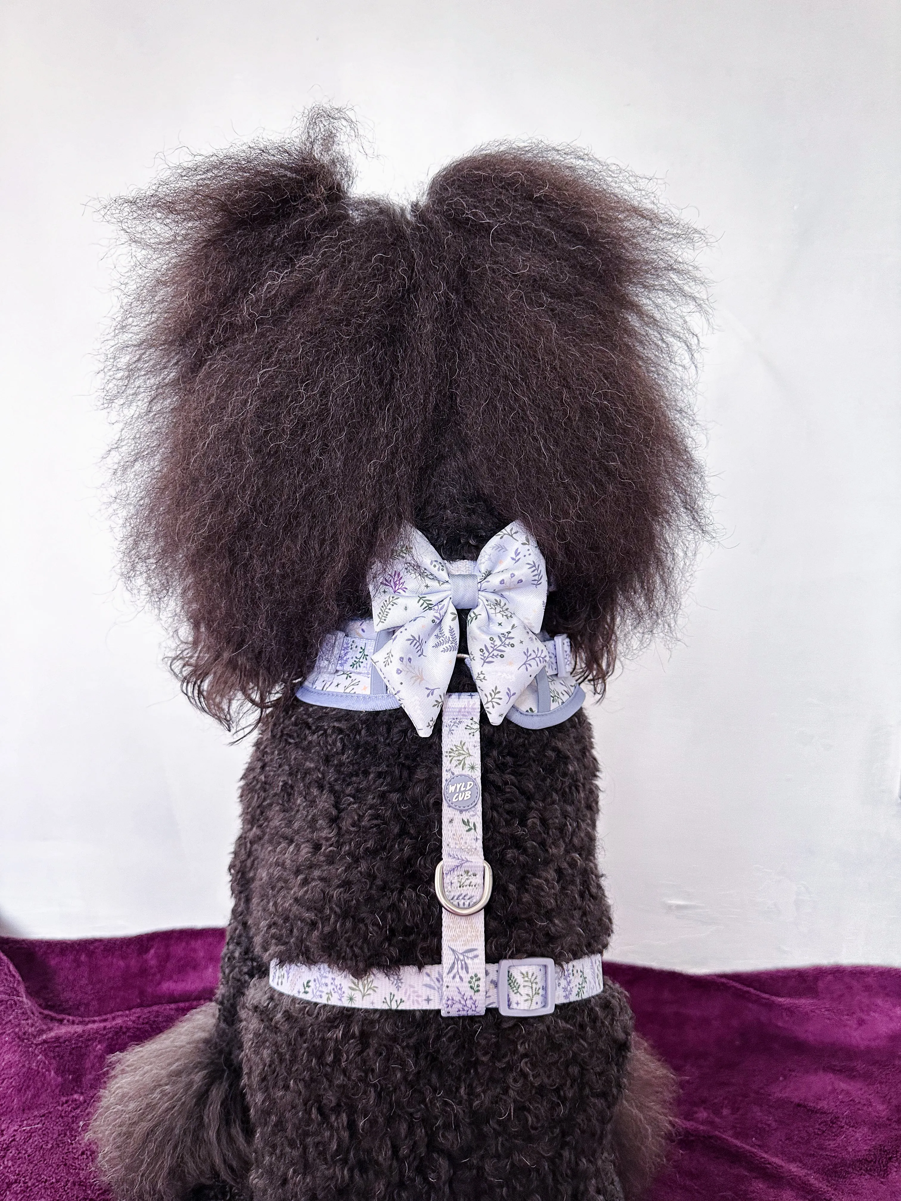 Dog Sailor Bow Tie: Chiswick Thistle