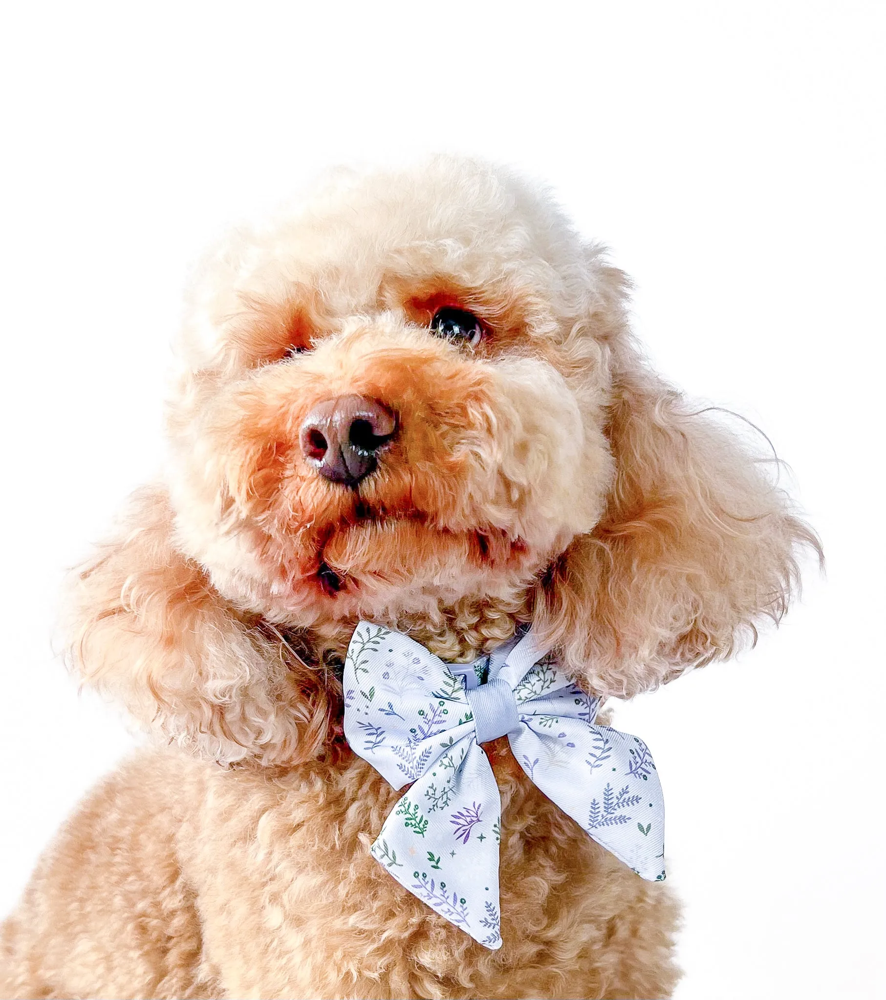 Dog Sailor Bow Tie: Chiswick Thistle