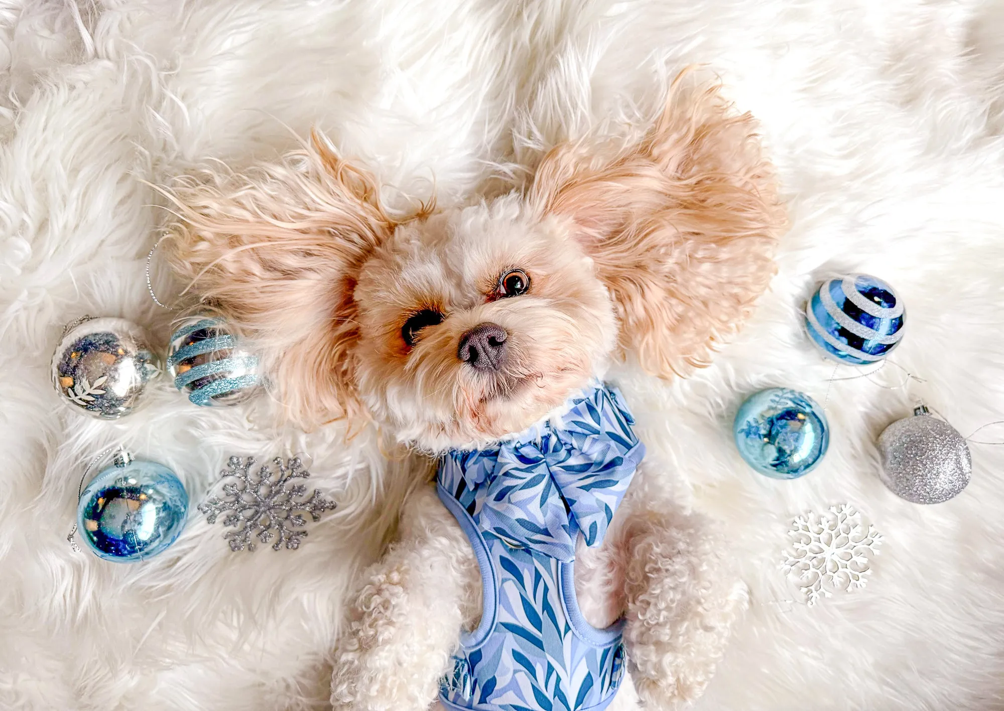 Dog Sailor Bow Tie: Kew Celeste