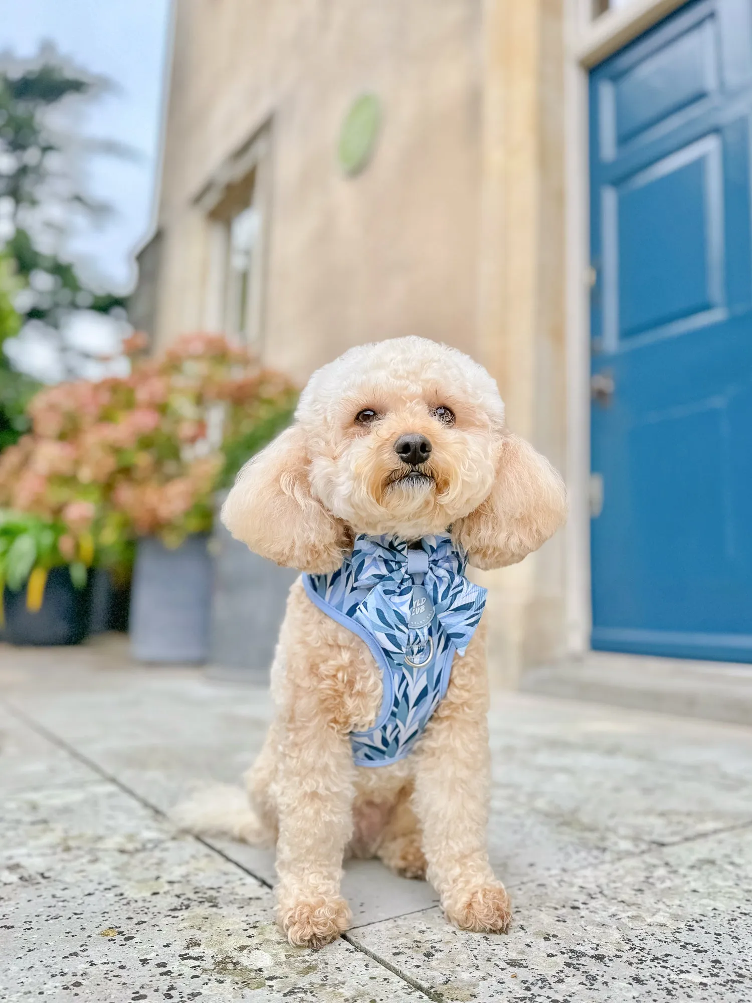 Dog Sailor Bow Tie: Kew Celeste